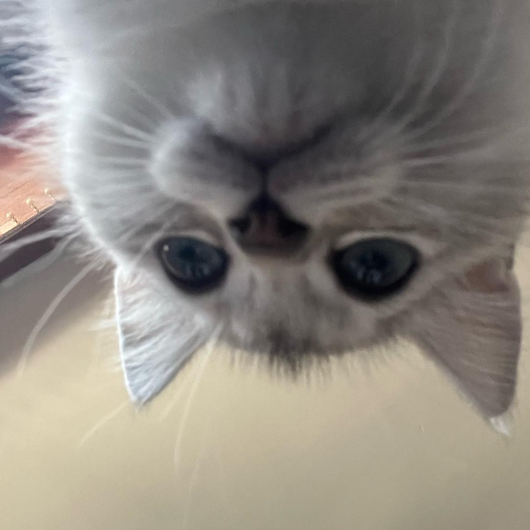 牙不齐