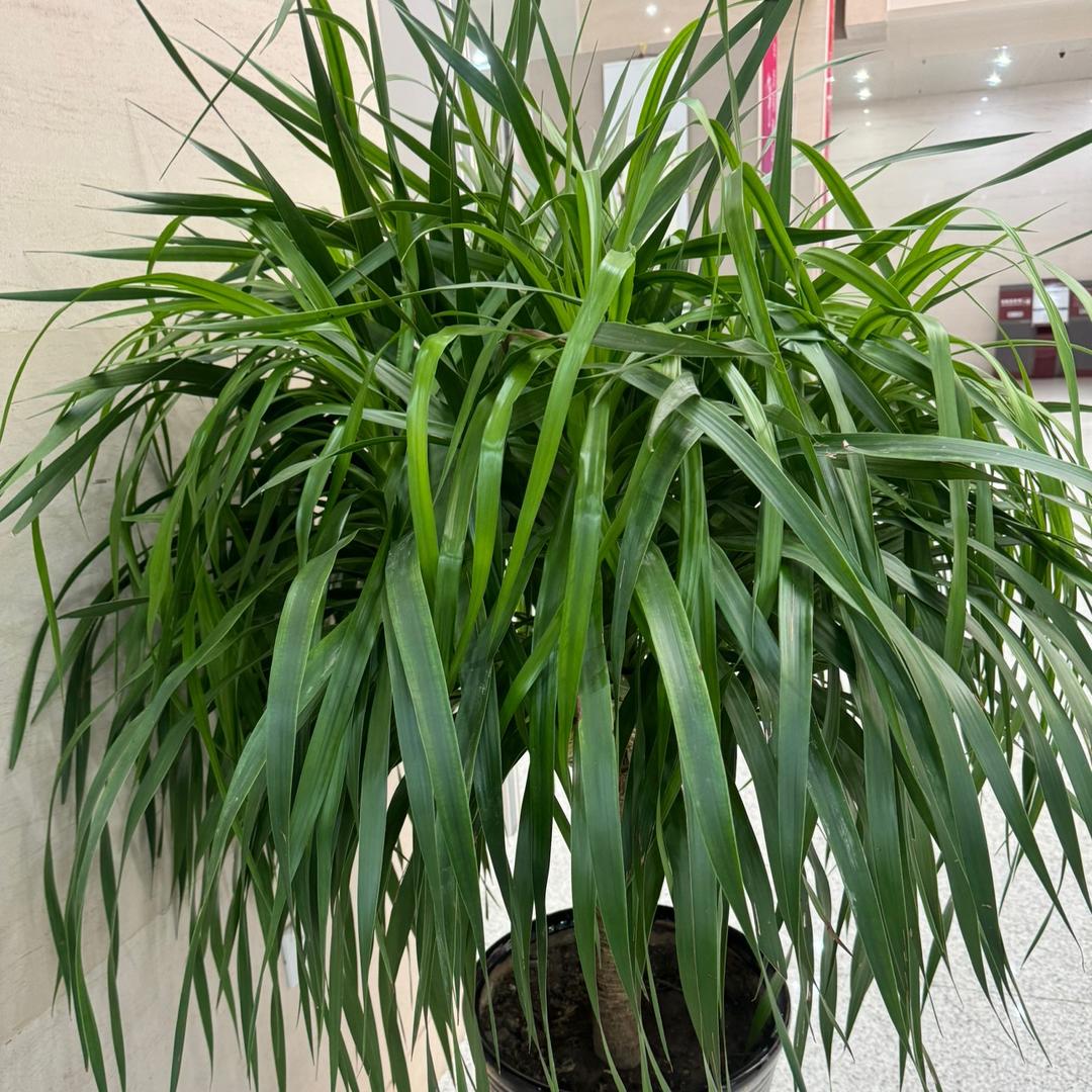 祥云🌤️🌤️🌤️