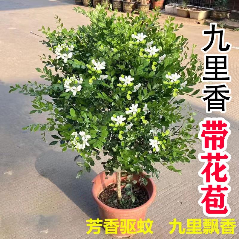 亿林花卉