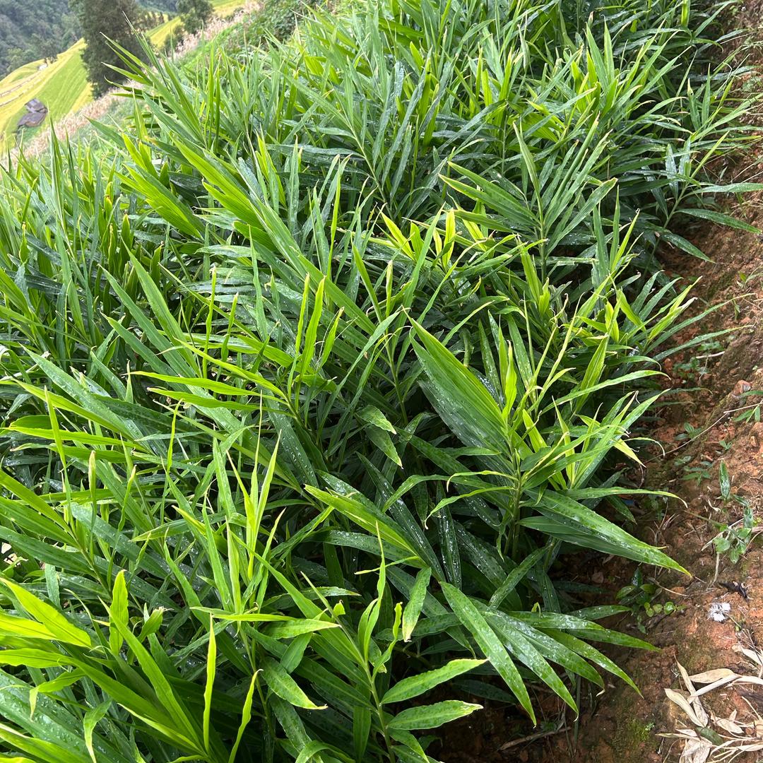 生姜种植户