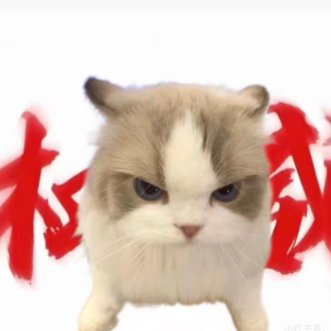 猫meme小剧场
