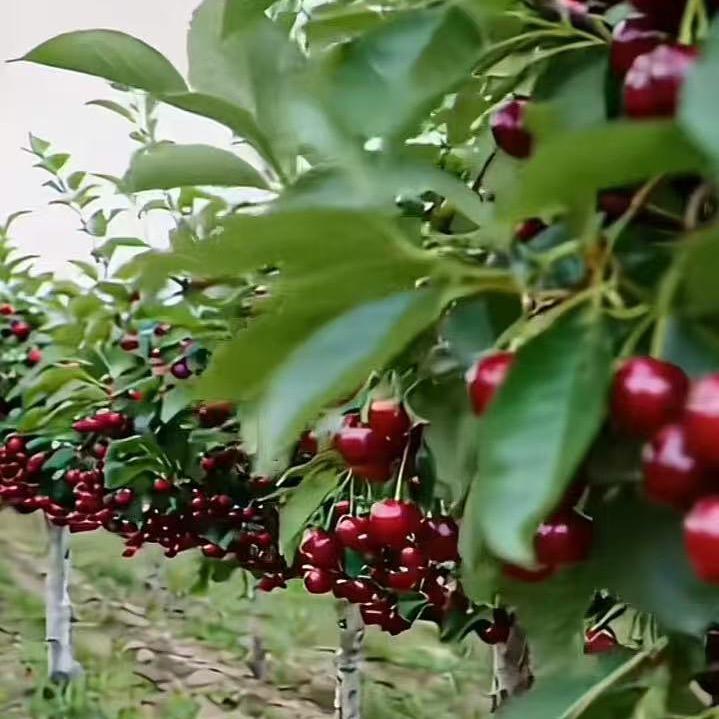 好农甄选徐雅丽