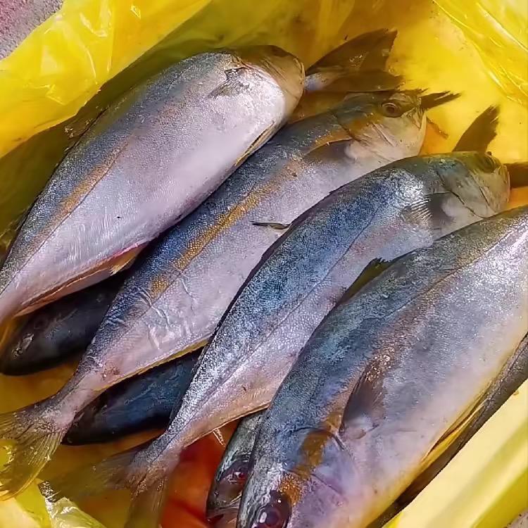 鲅小妹海鲜水产