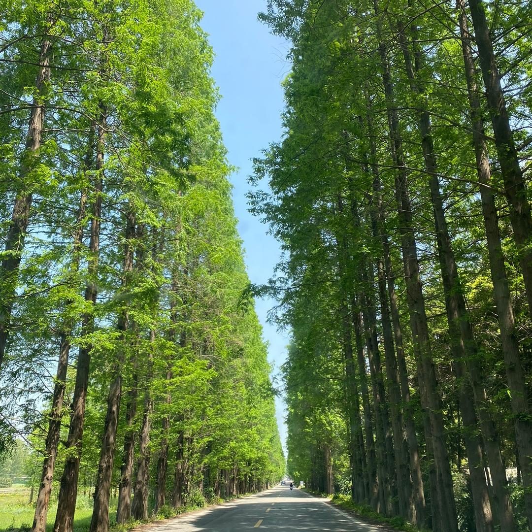 潇潇竹