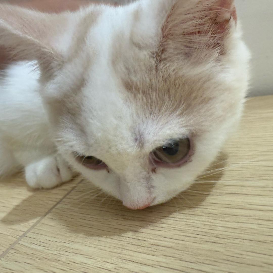 HI小笪