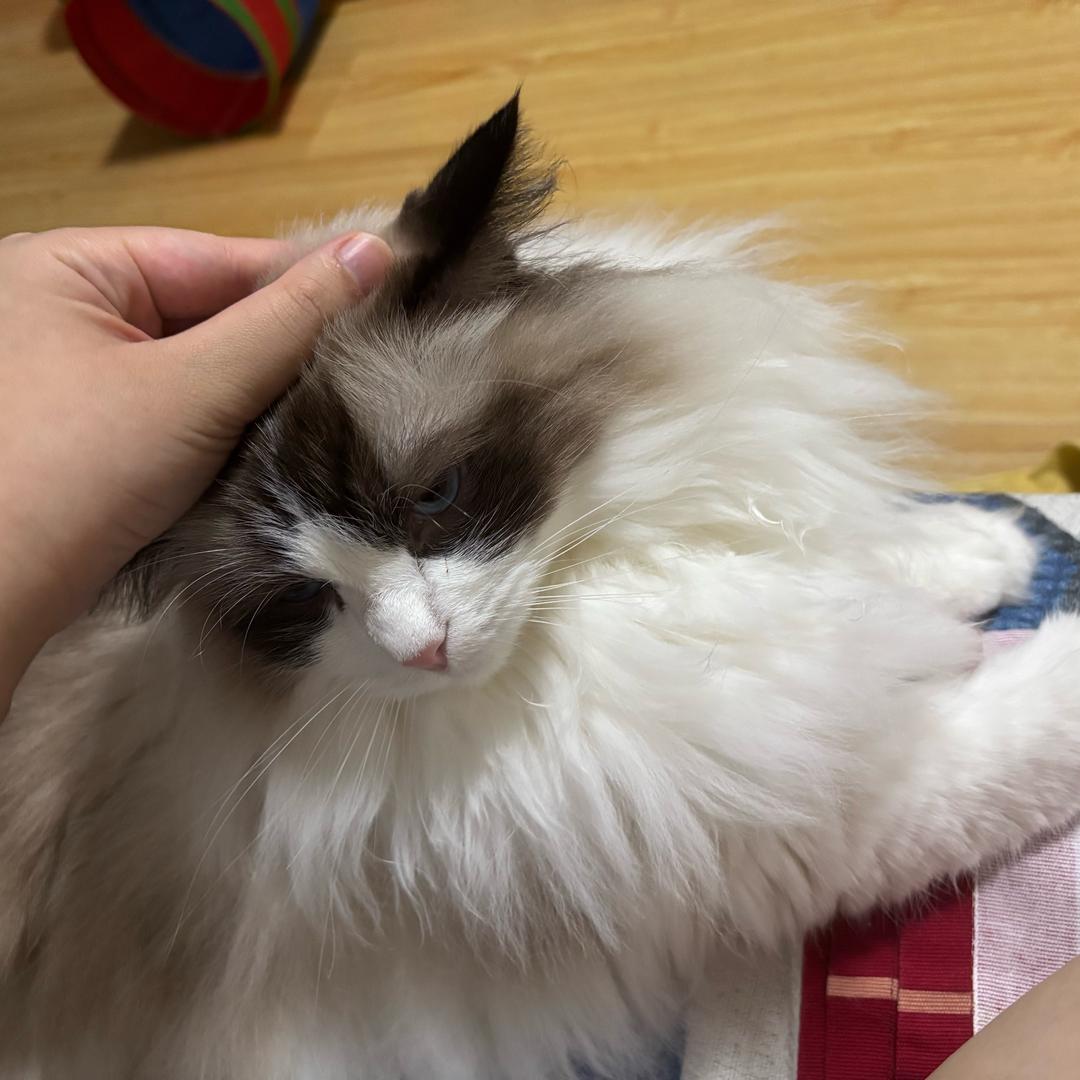 真理酱头像