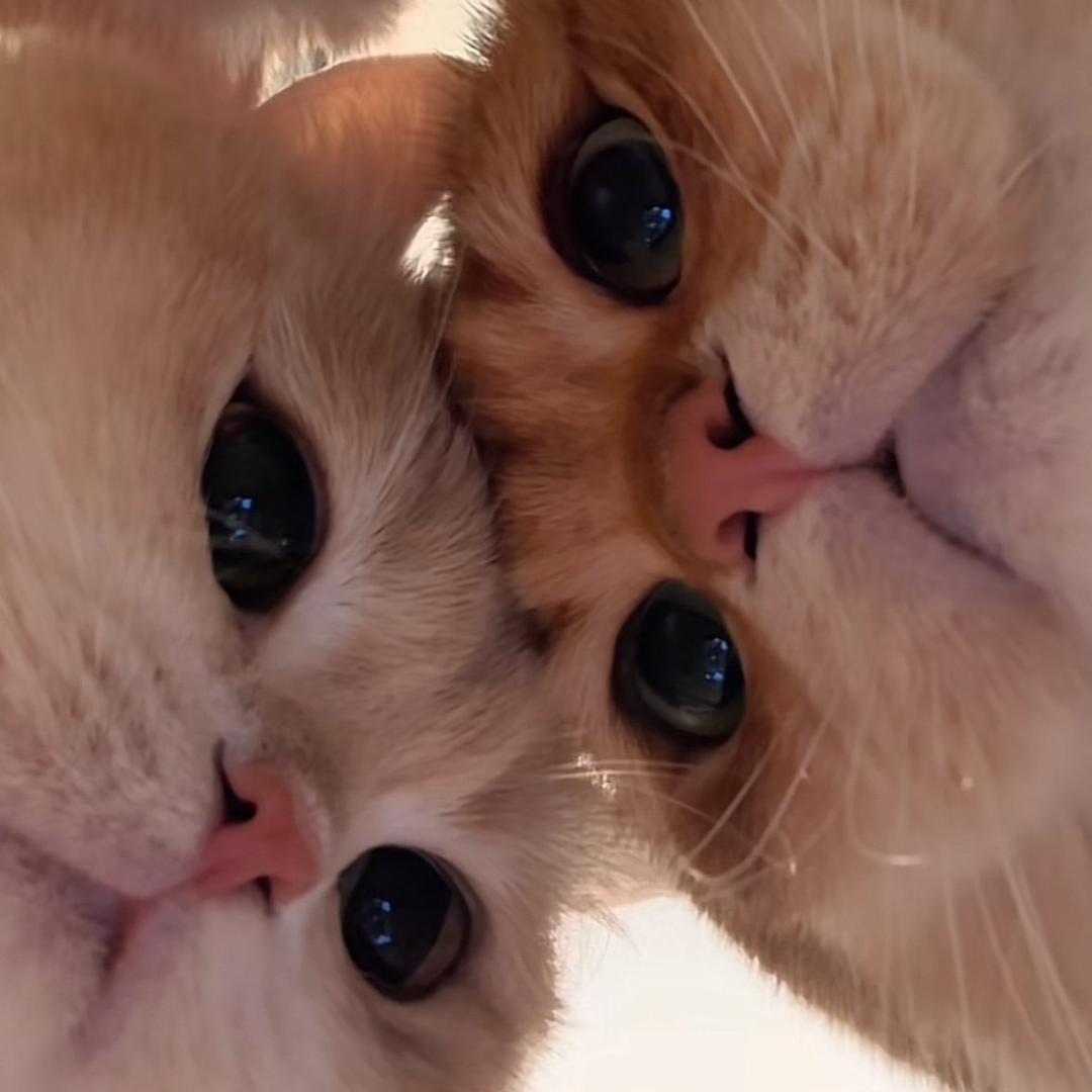 🍀咖啡豆豆🌱