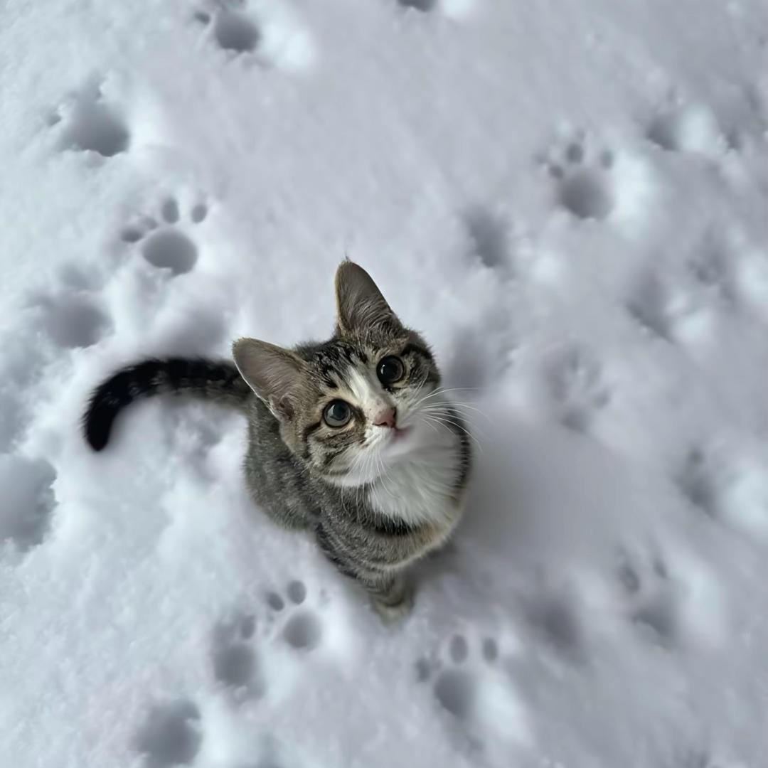 小猫我揍你