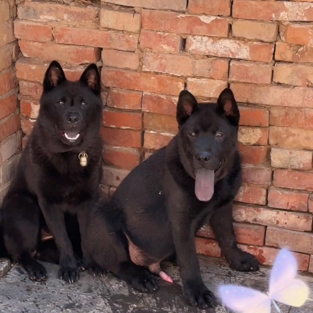 陕西人爱土猎五黑犬
