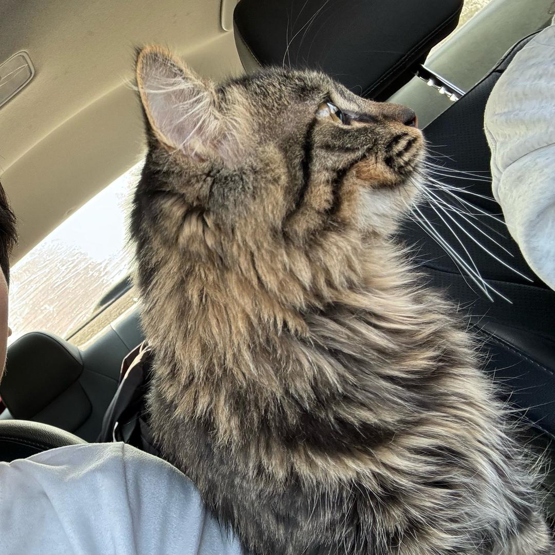 布布的羊绒羊毛（休息中）