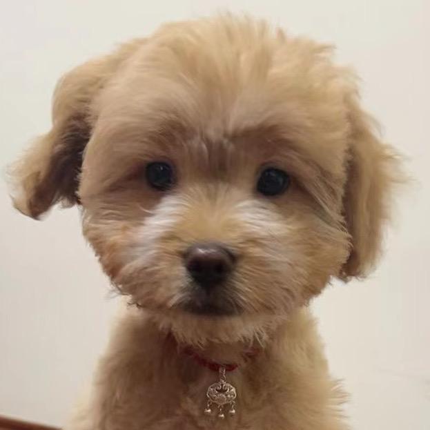 莉莉今天好想喝奶茶