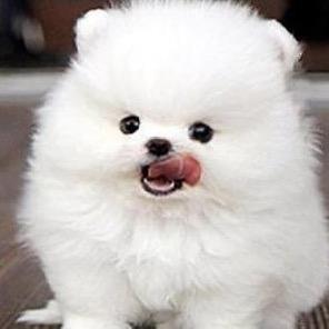 合肥 宠宿Pet Hotel