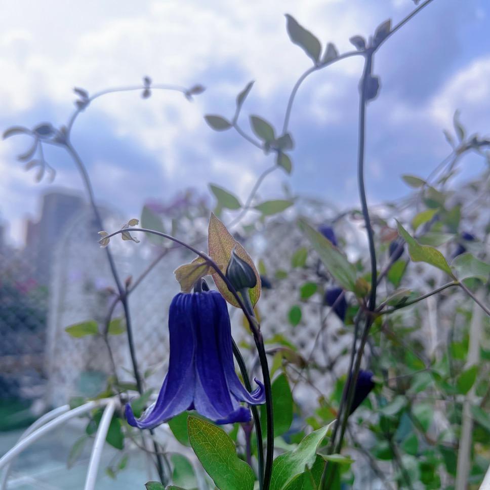 索菲亚花园民宿