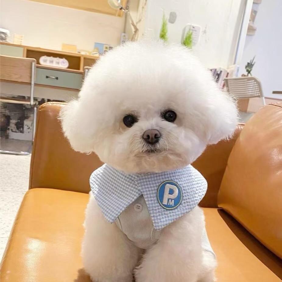 新姐带你养宠物