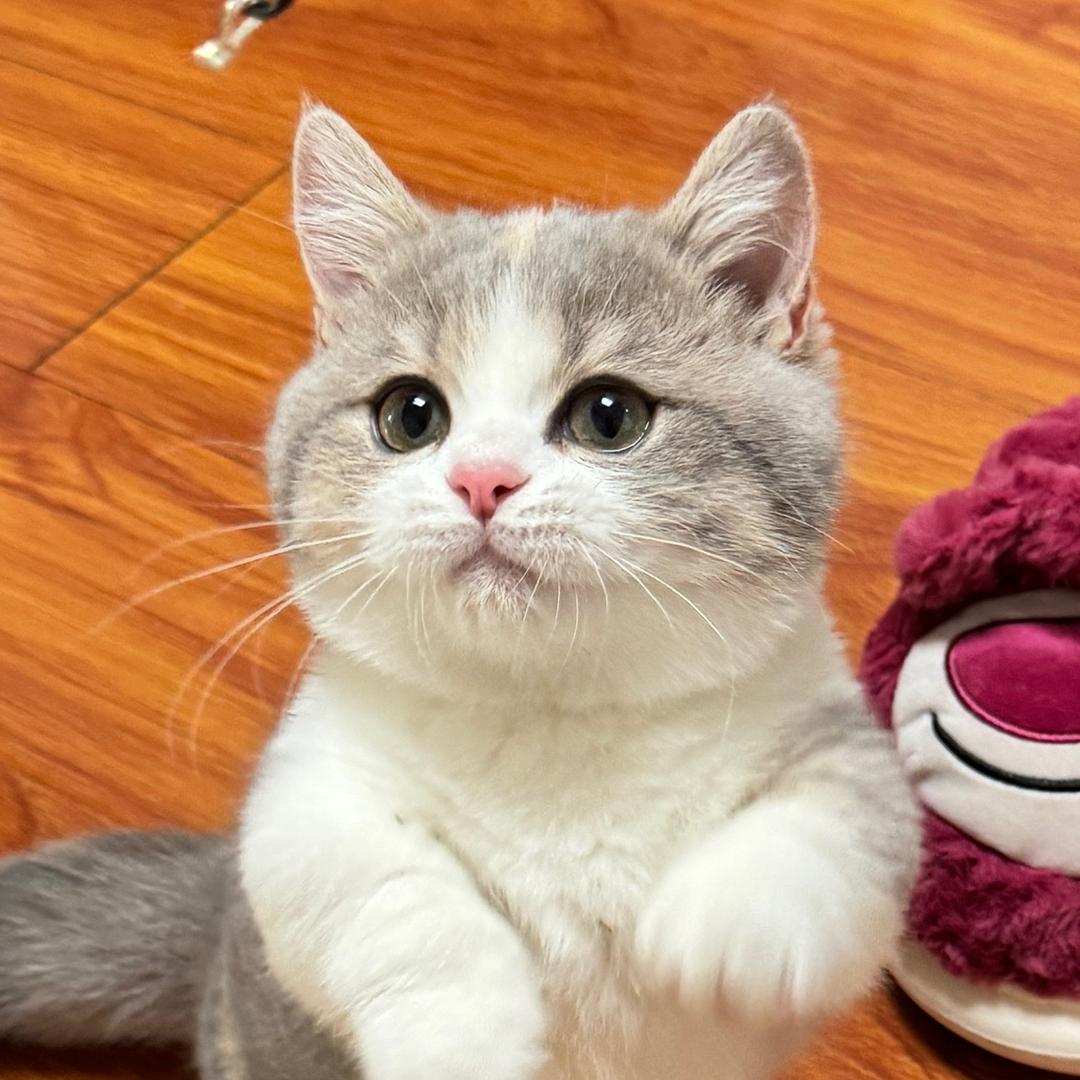 豆花儿麻麻