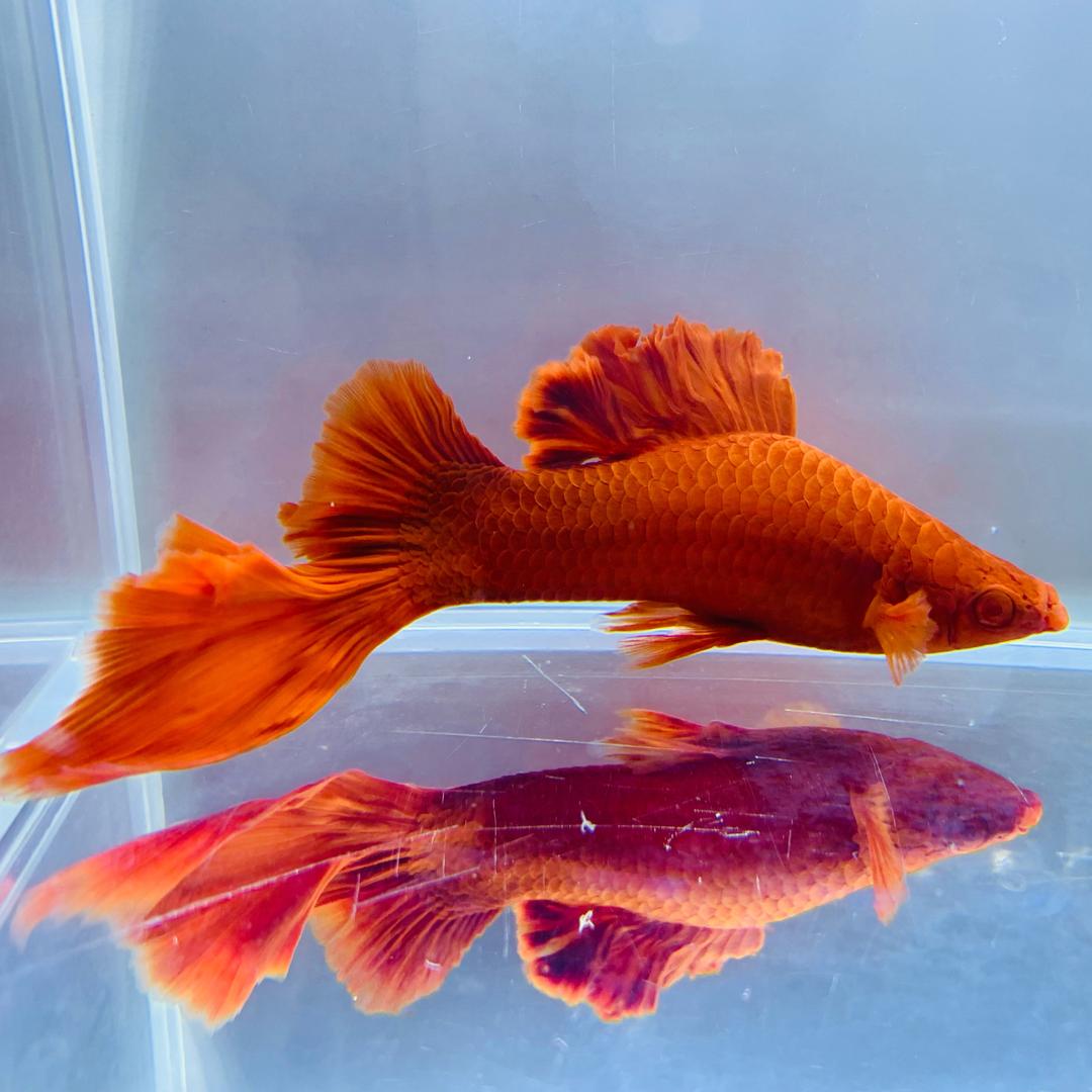 辽源亮哥精品菊花帆红箭鱼，喜欢的关注我