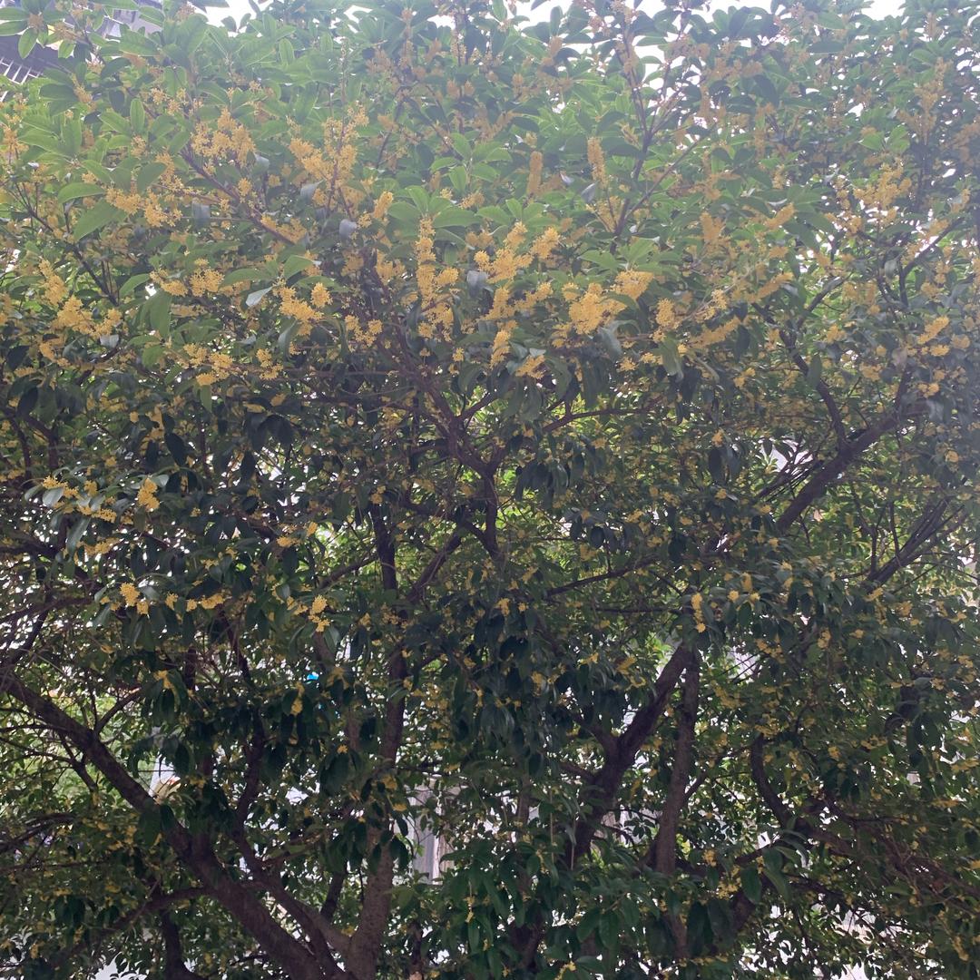 岜吉阿婆
