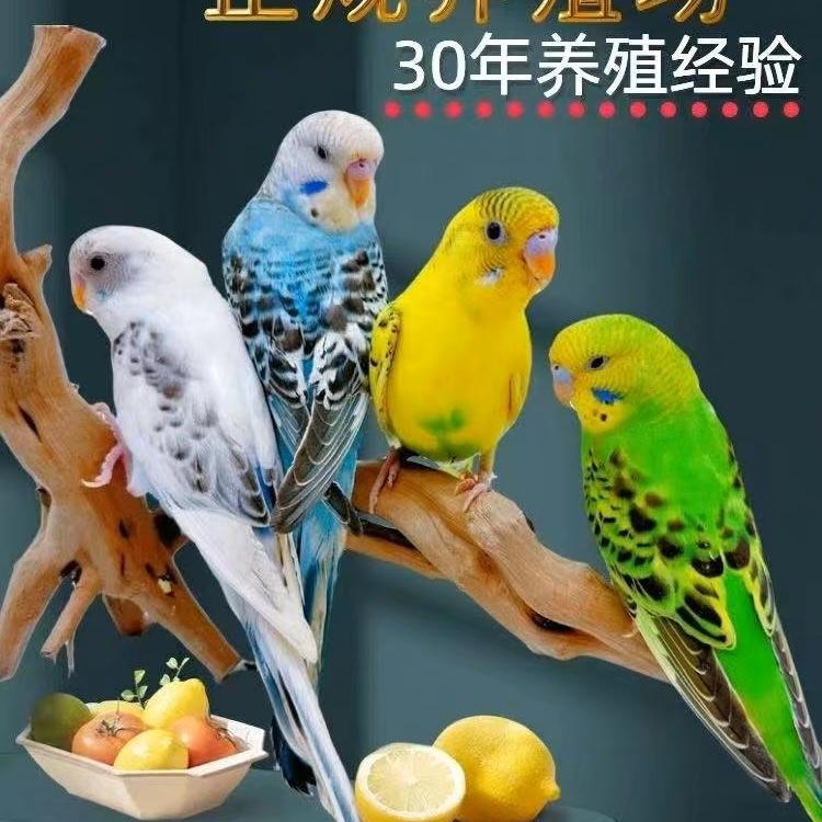 喜爱宠物的小姐姐