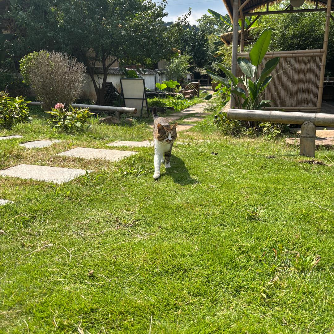 ＡＡ