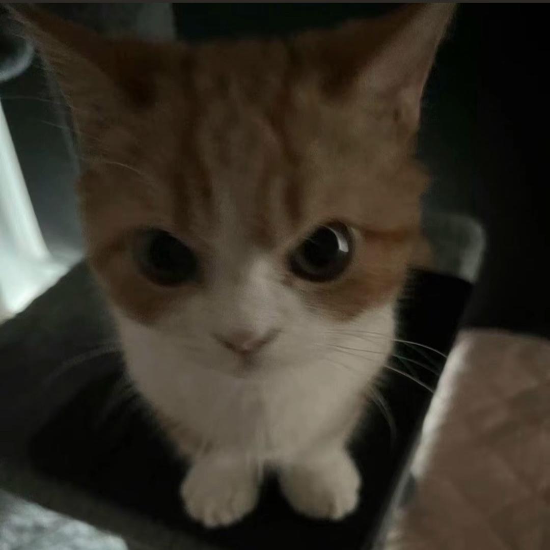 互联网伤心小猫