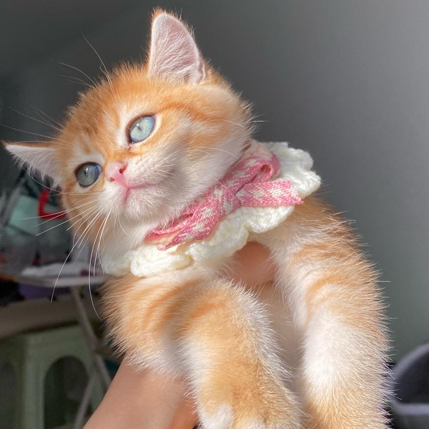 六六🐱