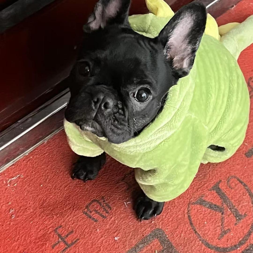 诸城精诚犬业🐶