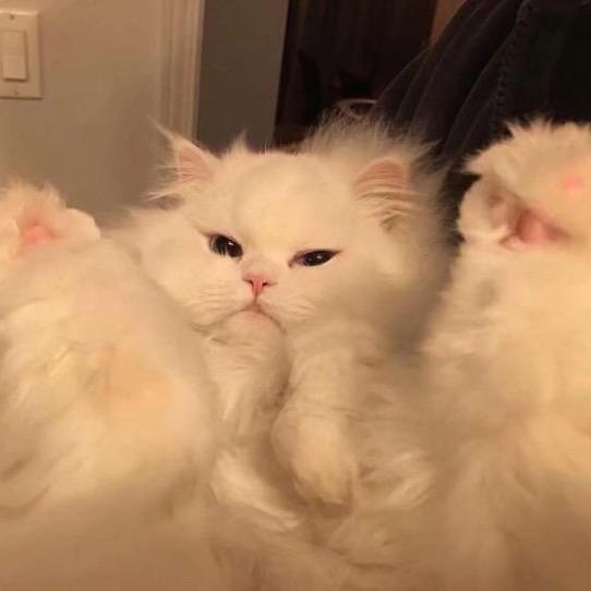 Luu
