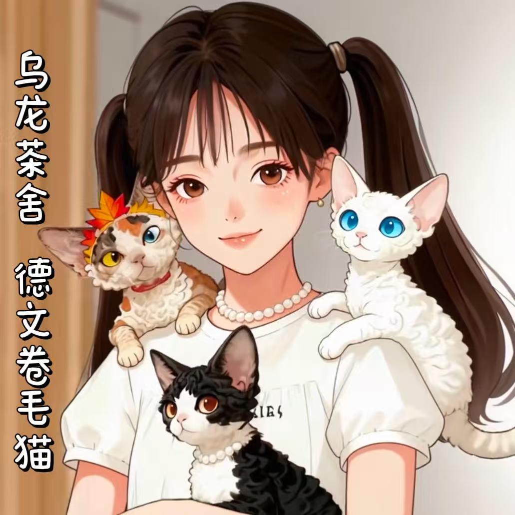 乌龙茶家的德文卷毛猫