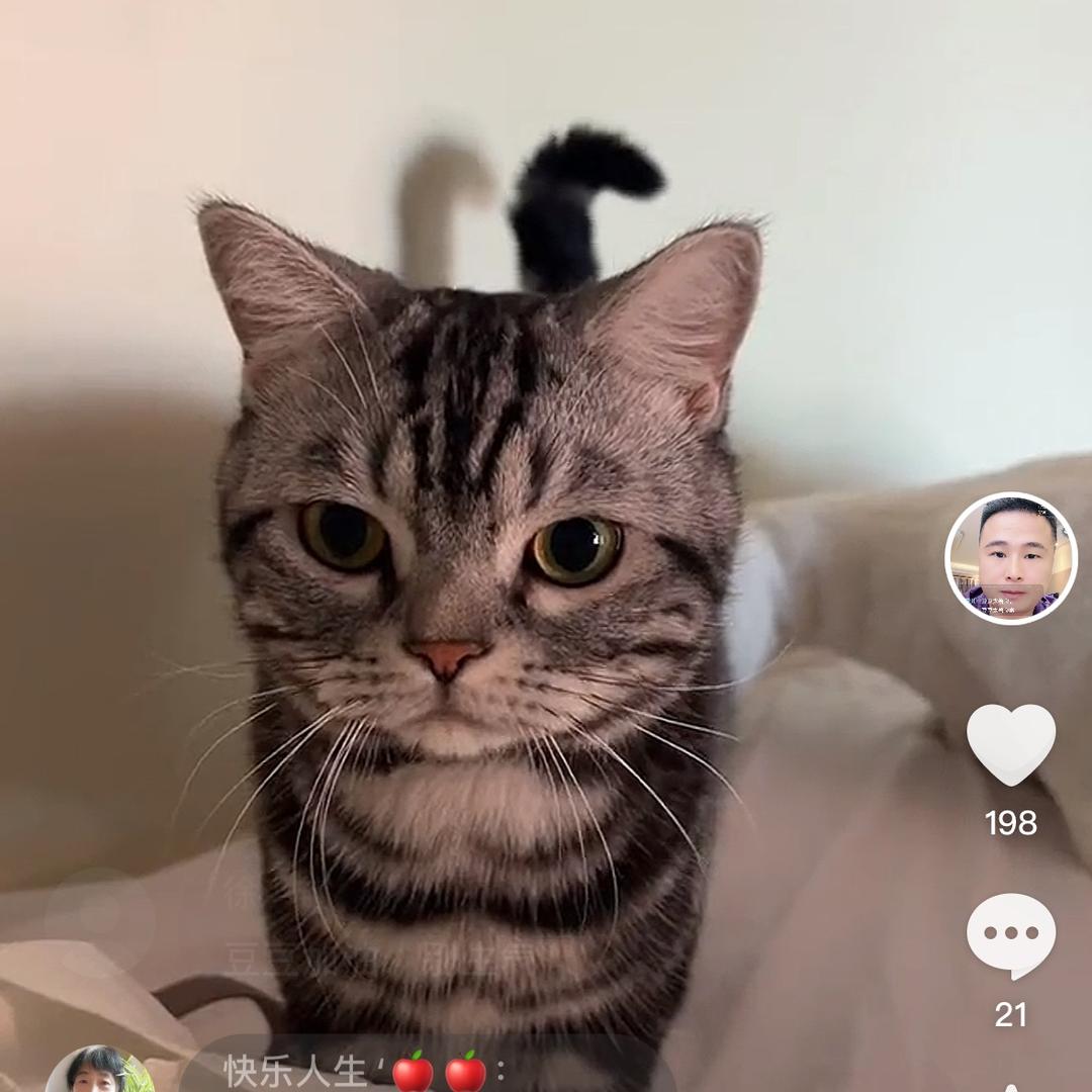 电商 宠物 猫咪