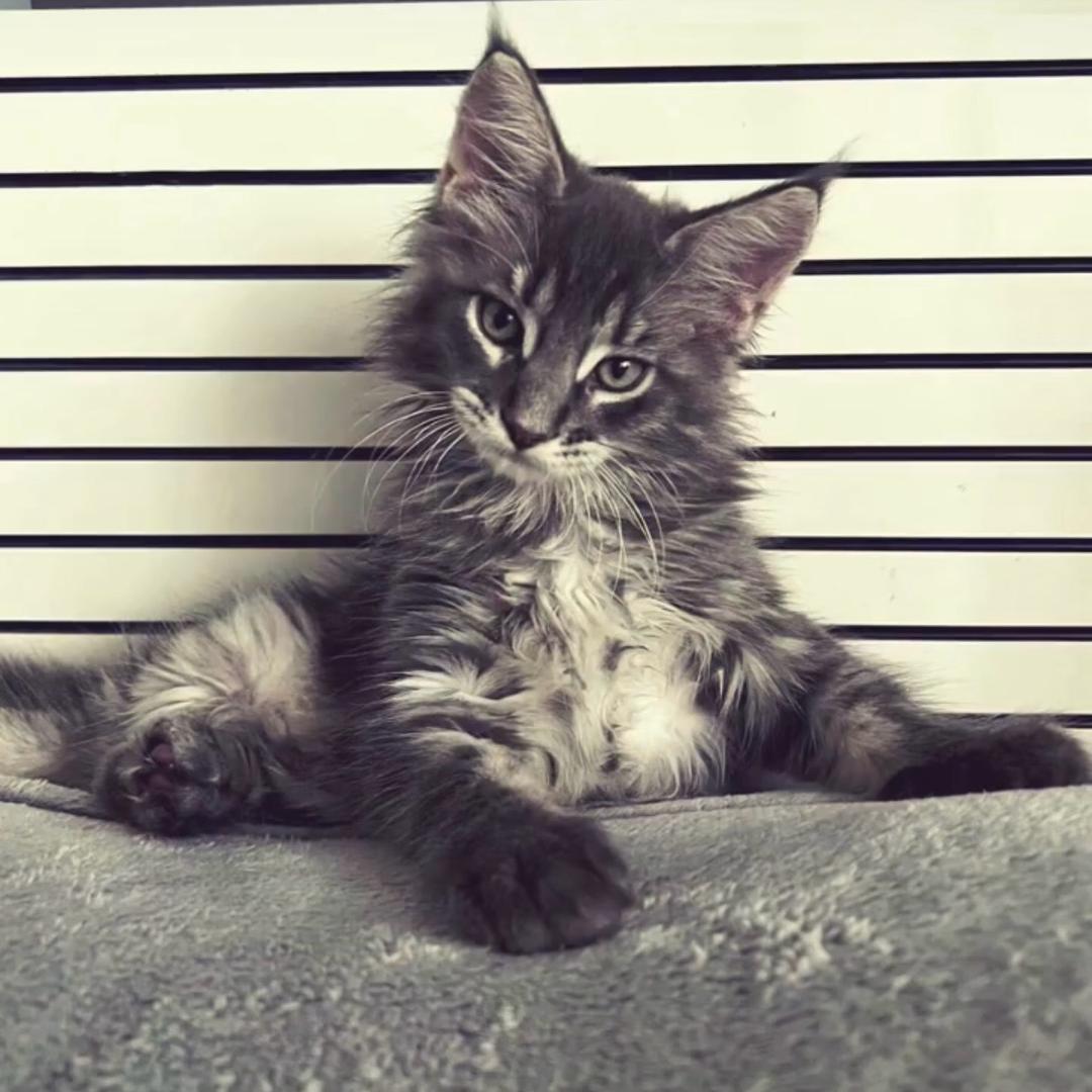 🐾