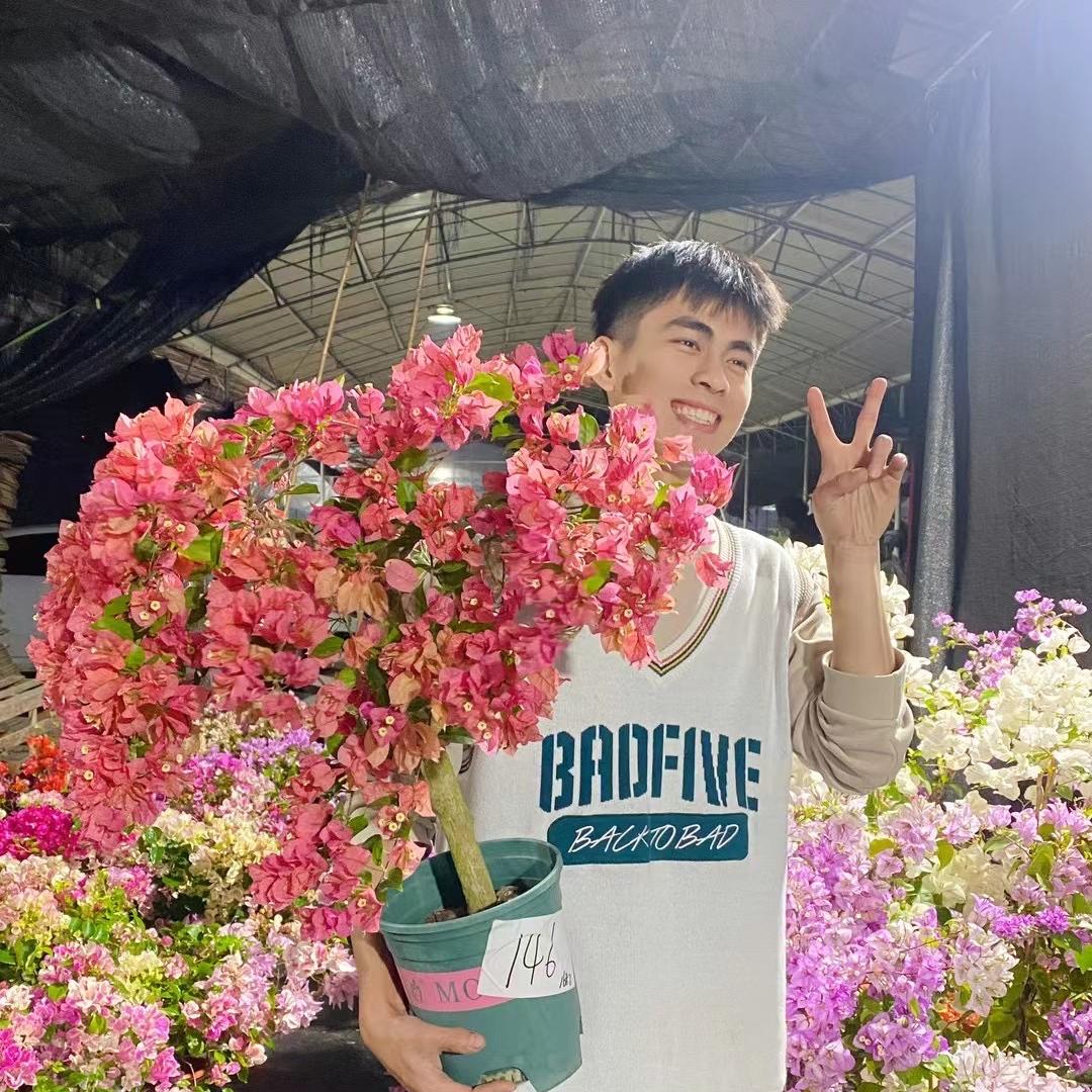 满山红三角梅绿植一号店