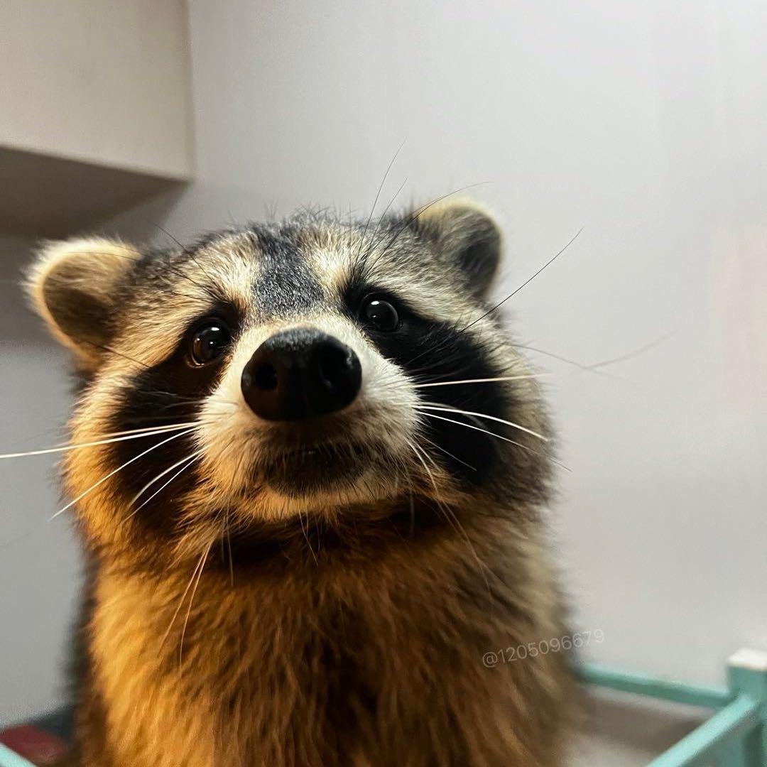 姗姗家的小浣熊