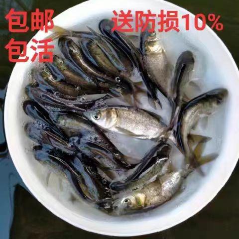 恒益精选优质鱼苗