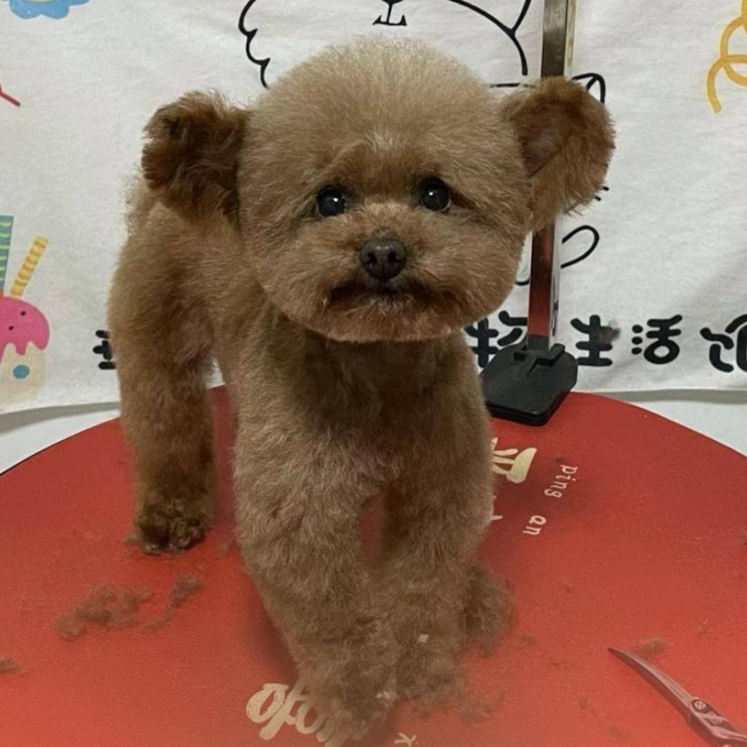 甜了个蜜🌺