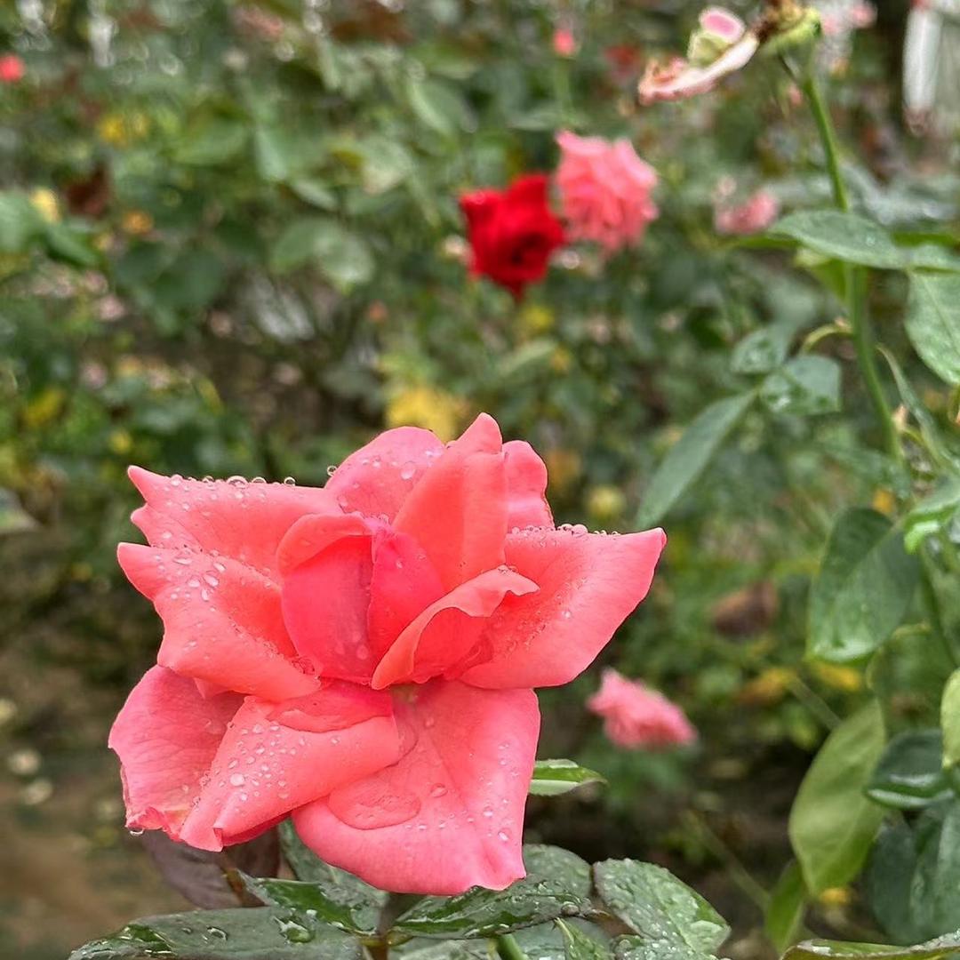 秀秀- ̗̀(๑ᵔ⌔ᵔ๑)