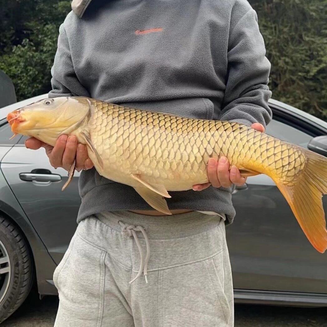 生态大鲤鱼大翘嘴批发零售