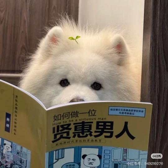 悲伤马卡龙