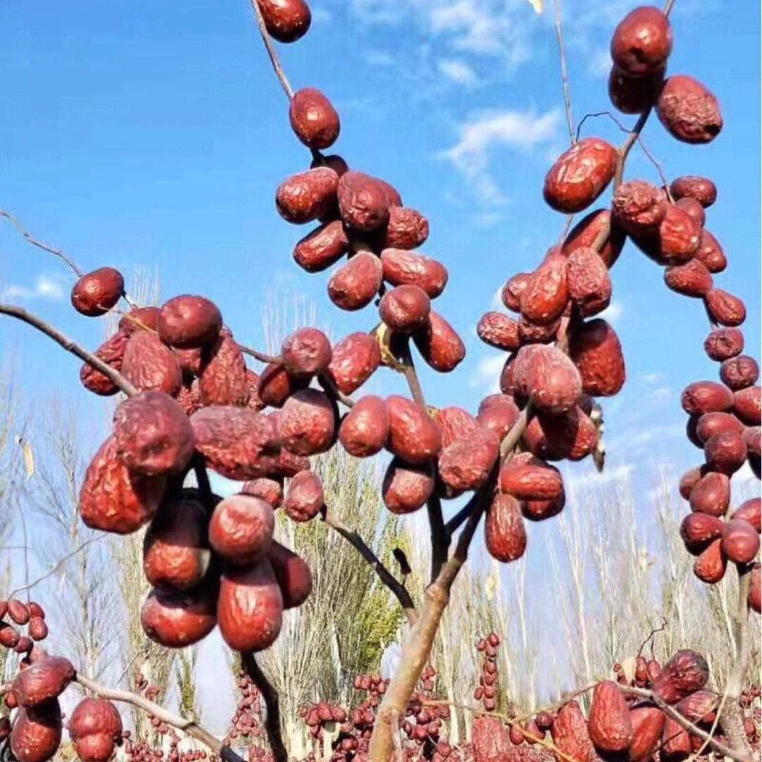 新疆特产工厂店（OEM代加工）