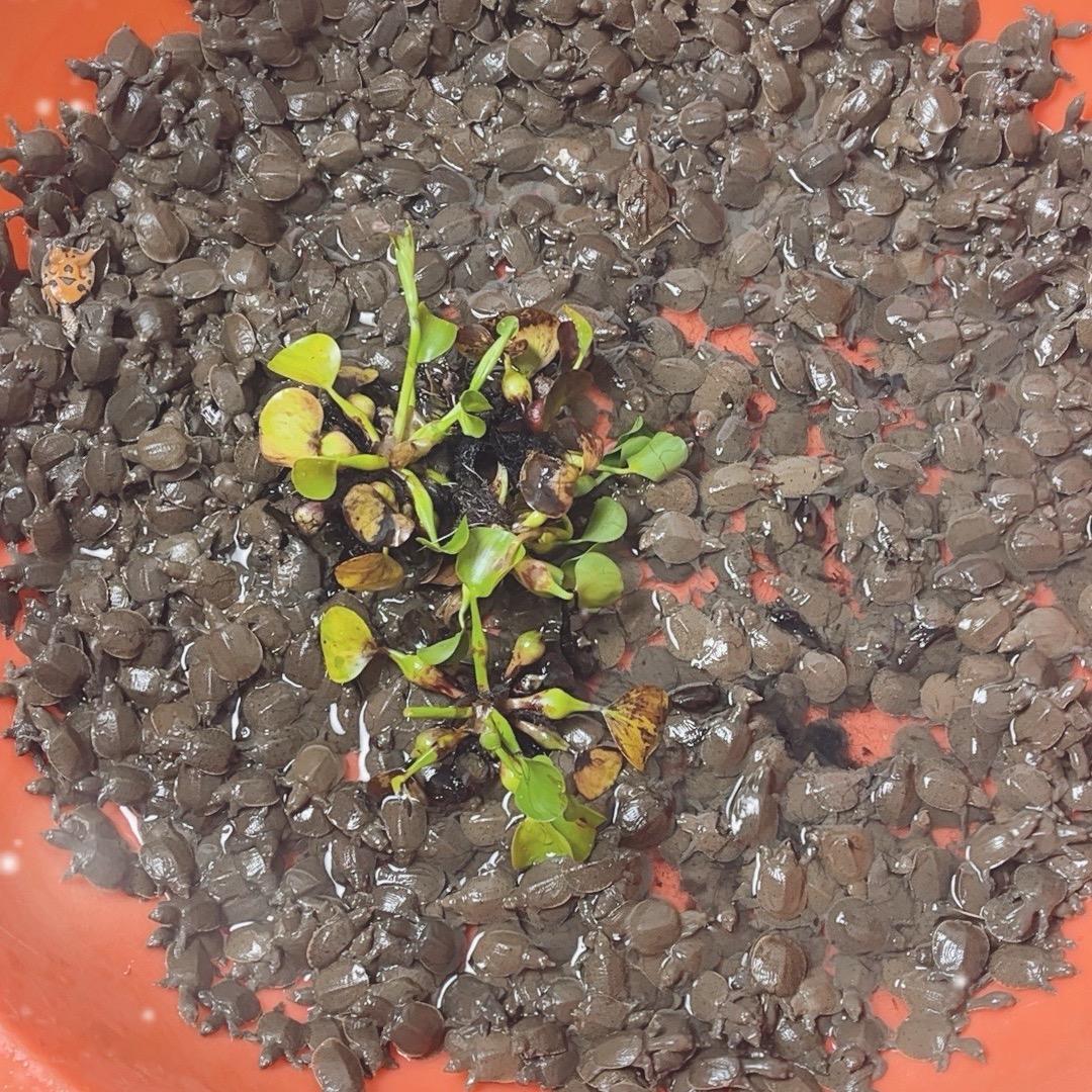 光头强斌斌水产