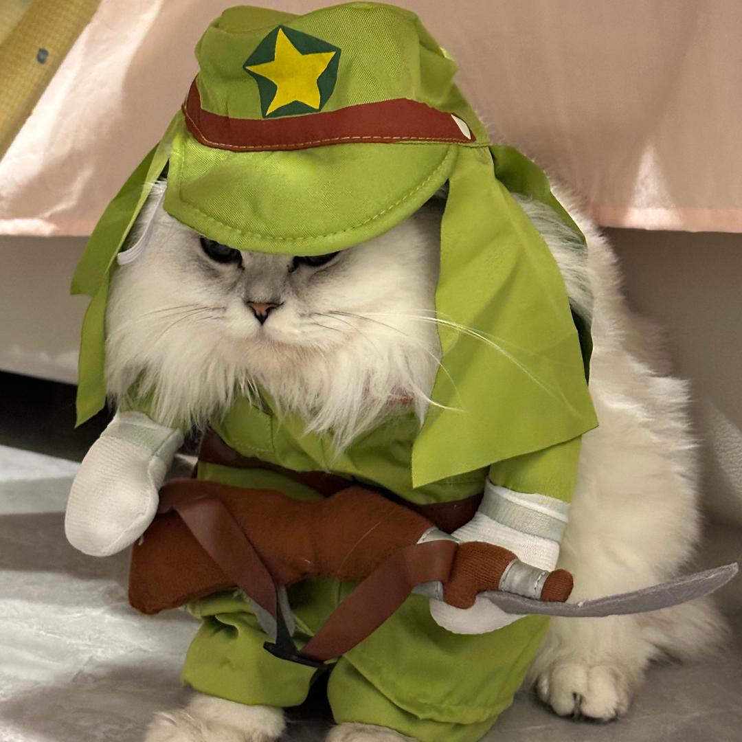 歪总是猫