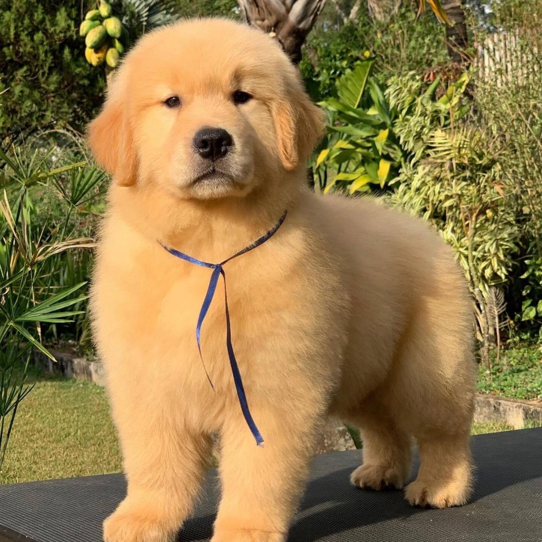 阿彬家的金毛萨摩耶犬舍（直播账号）