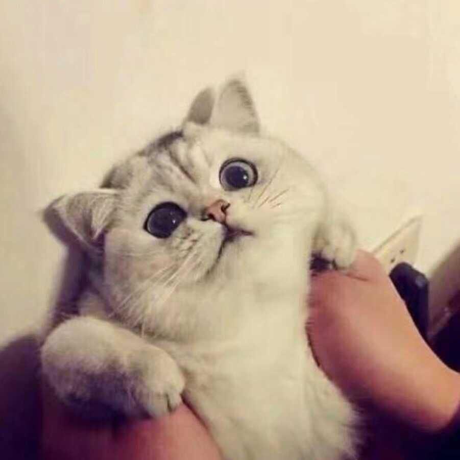 芋圆葡萄