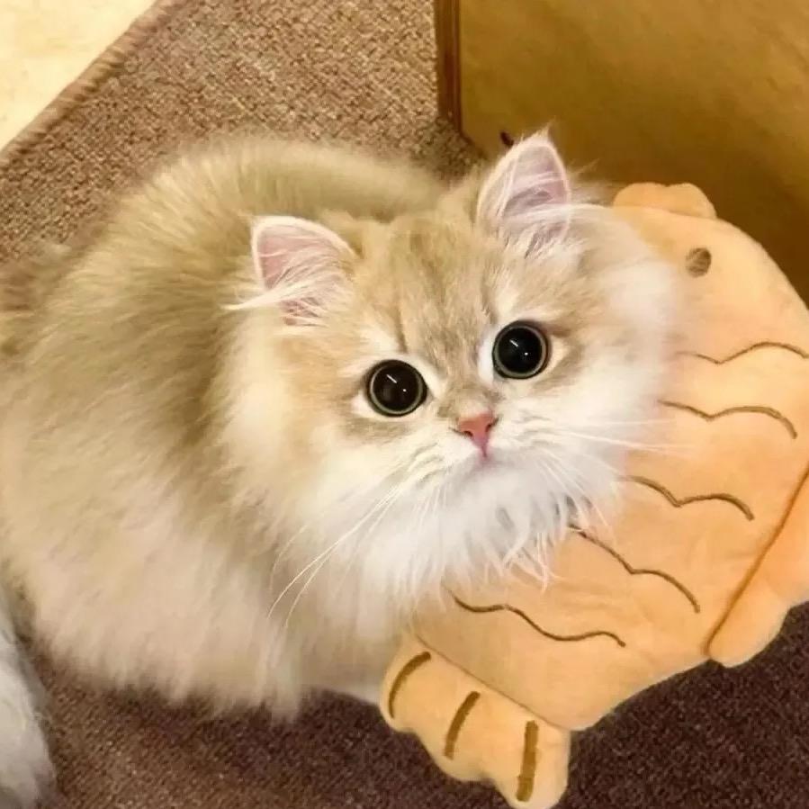 猫猫的头