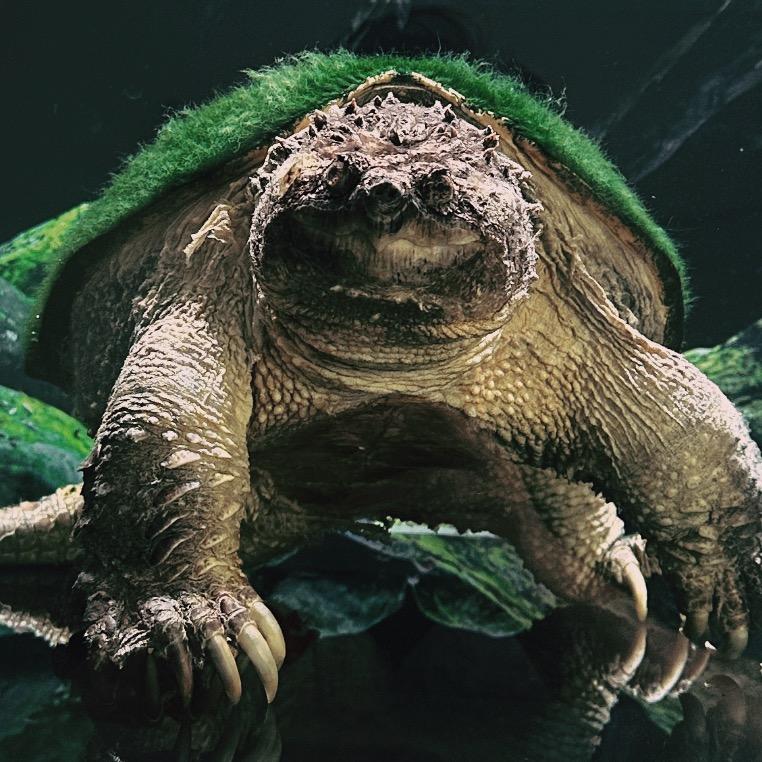 老三家的鳄龟🐢