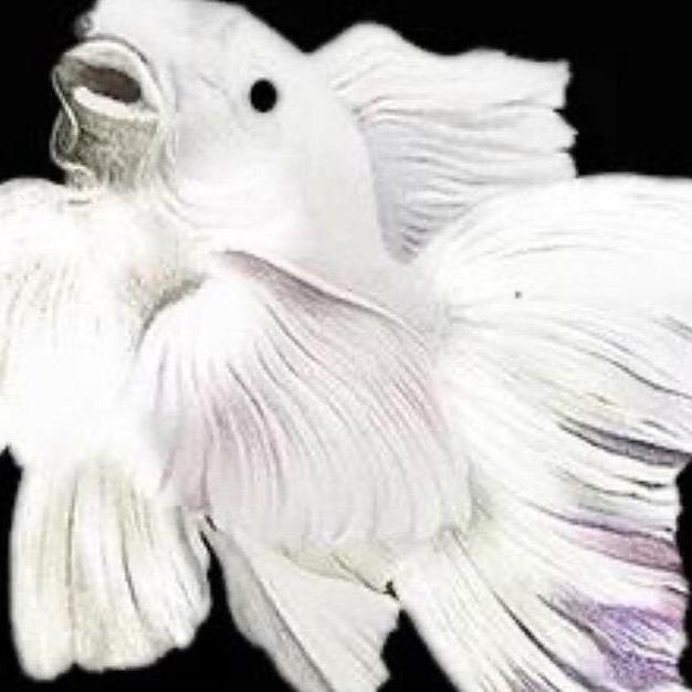 有财观赏鱼养殖场