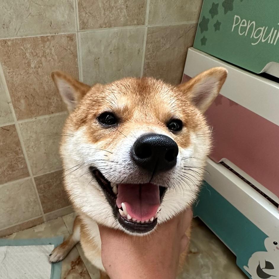 go歪歪