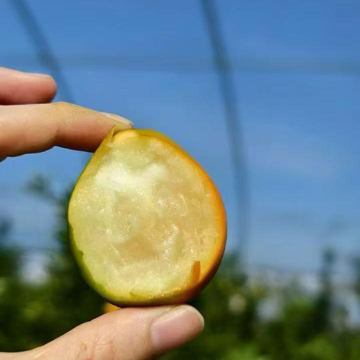 丹如融安金桔
