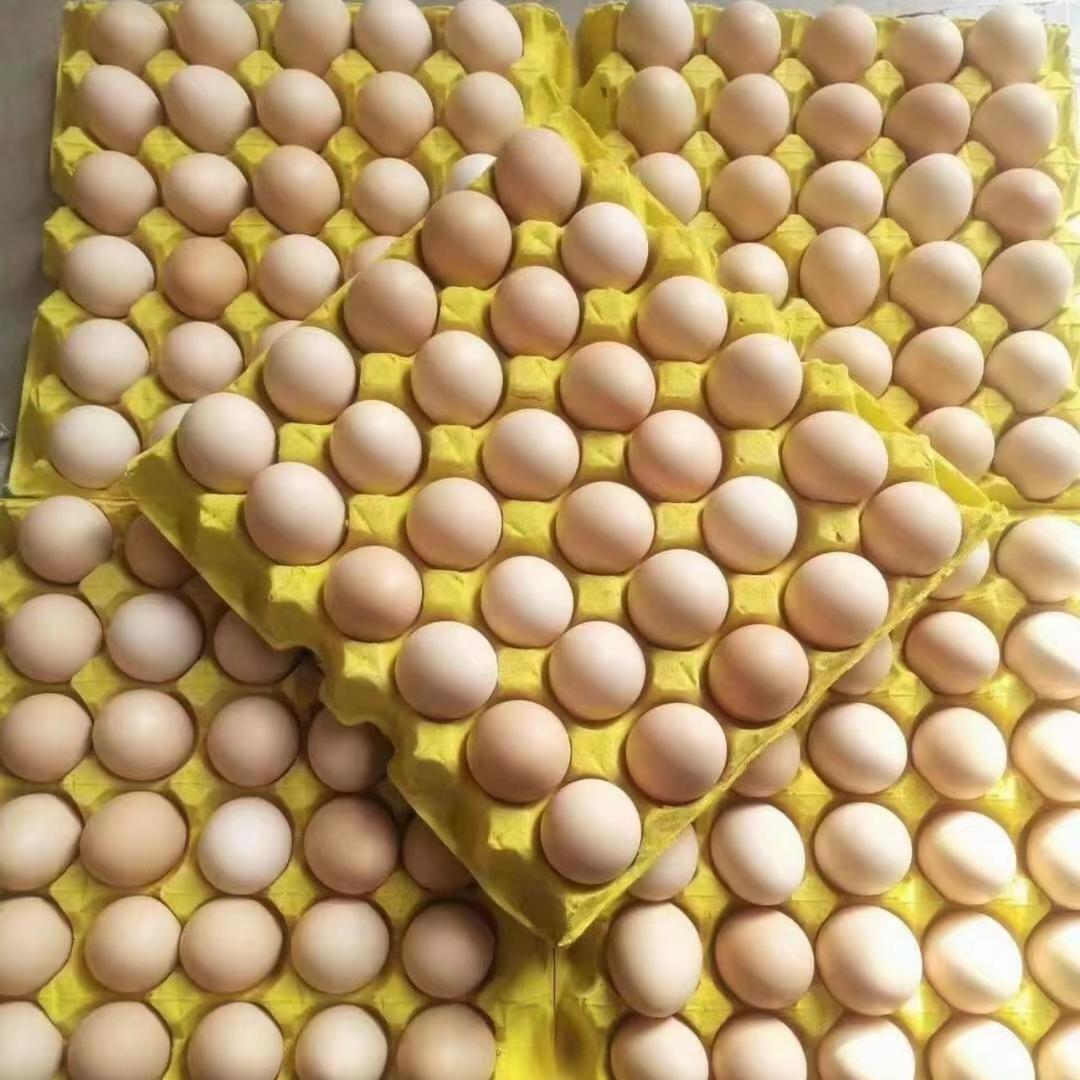 河北沧州富硒虫草蛋批发