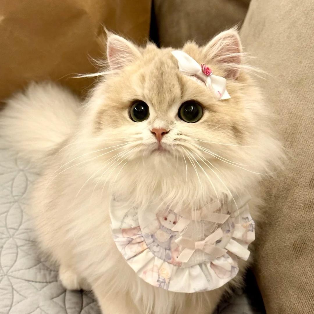 喵元宝🧸
