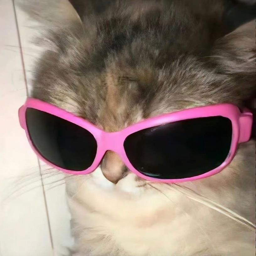 猫奴